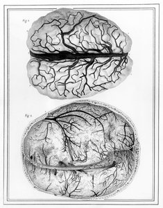 Le Cerveau, 1825 - Jules Germain Cloquet